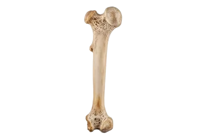 Imagen PNG para descargar